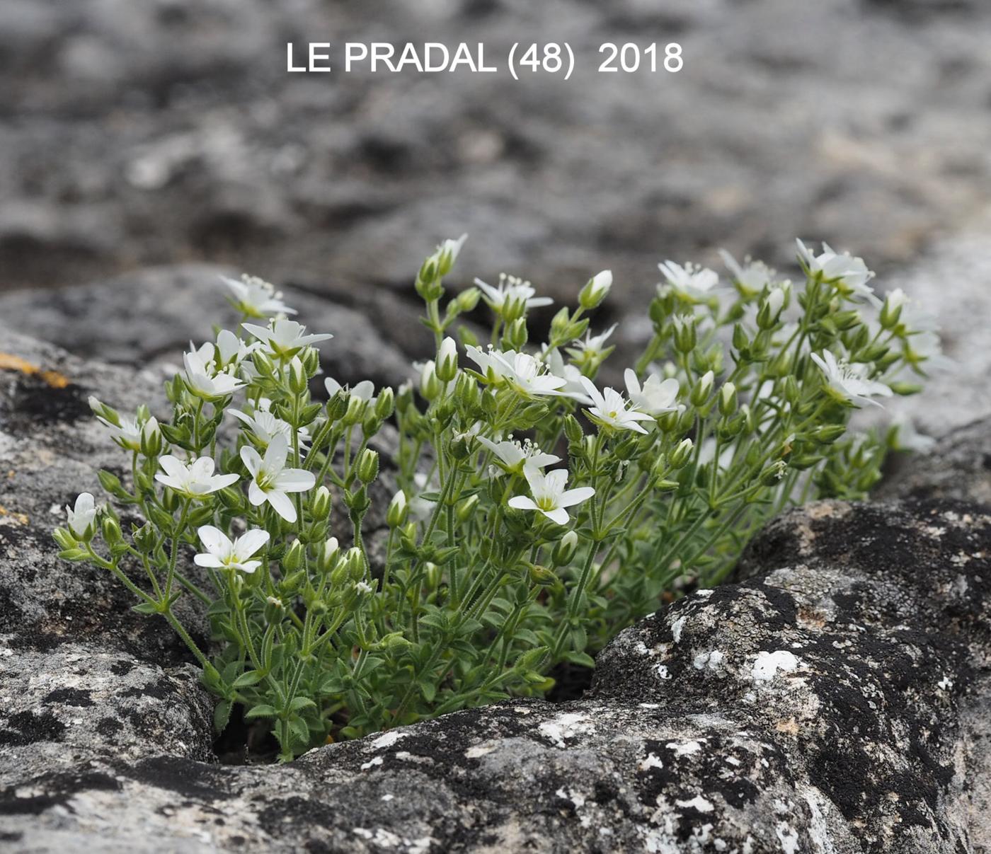 Sandwort, Cadi plant